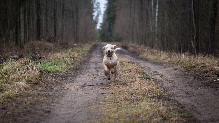 Se promener avec son chien en forêt - ONF